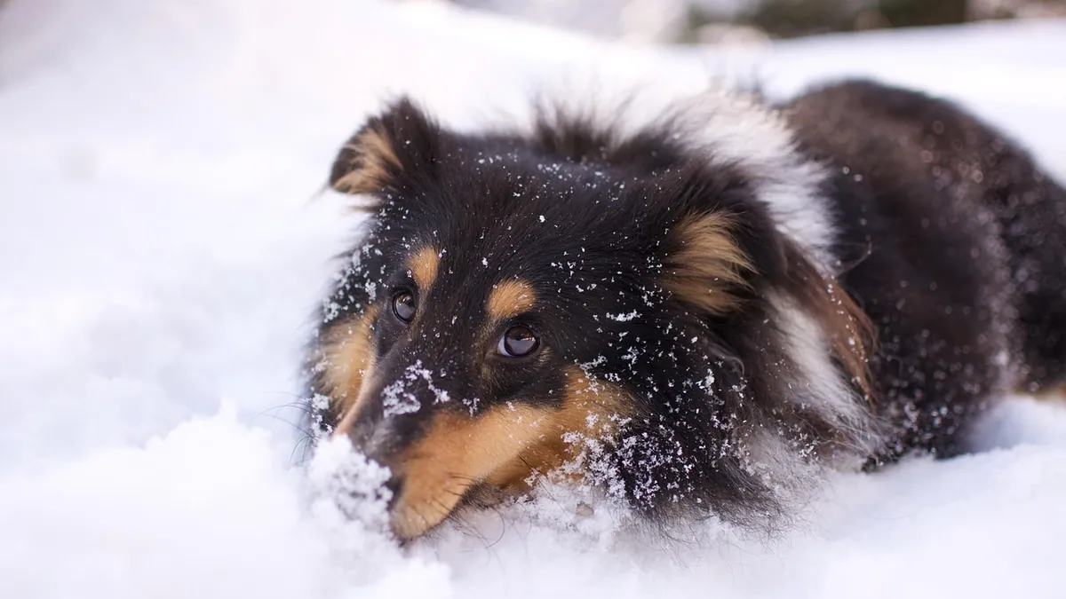 Simparica for Dogs: Side Effects Explained