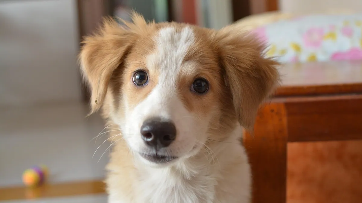 Simparica for Dogs: Uses, Prescription and Speed