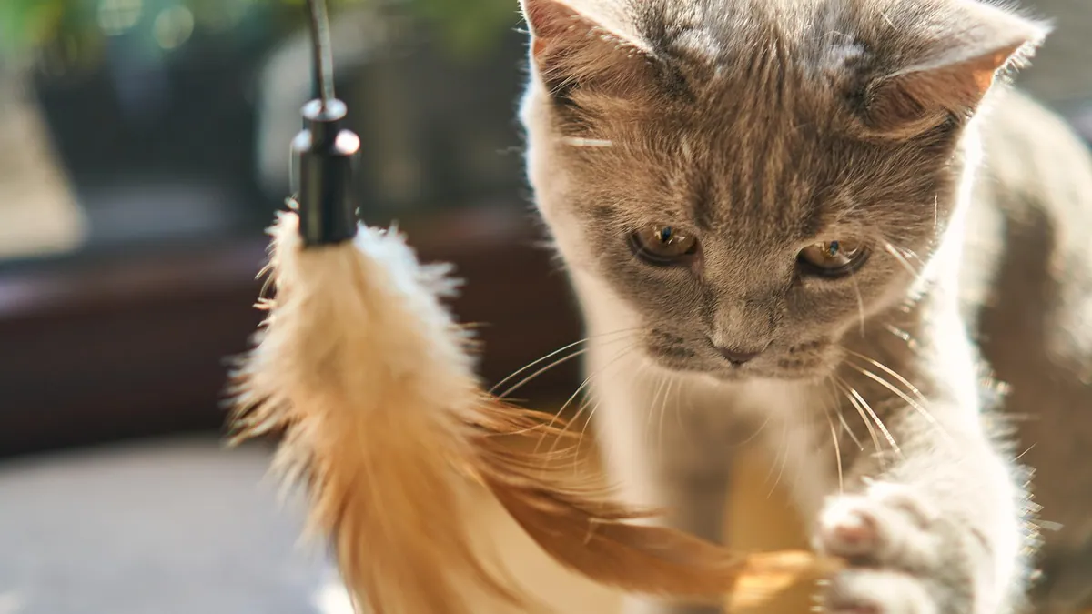 Simparica for Cats: What It Covers and How It Works