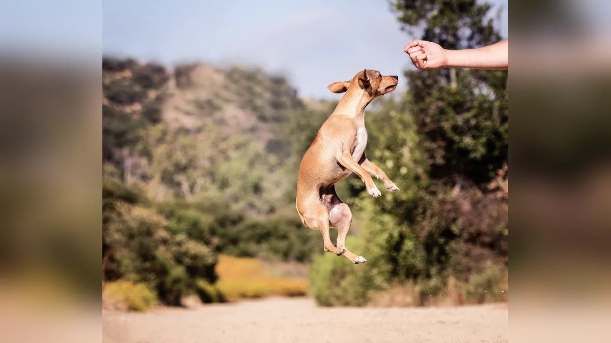 How Often Should Dogs Take Simparica Trio?