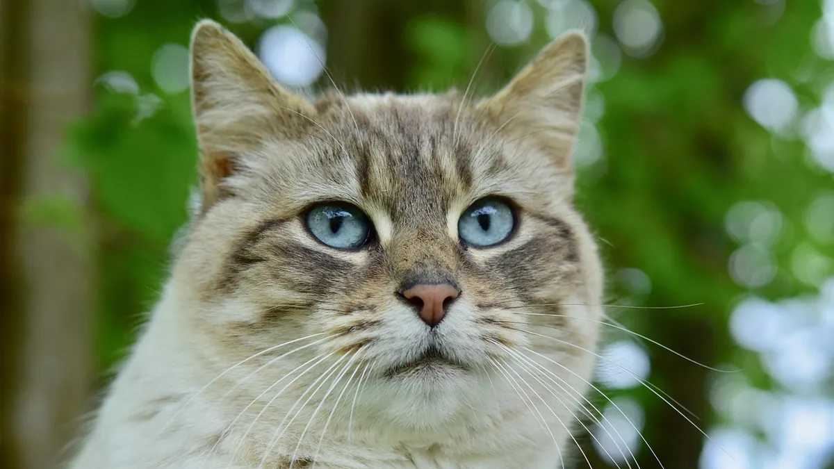 Sinus Tumors in Cats: Signs, Diagnosis, and Treatment Options