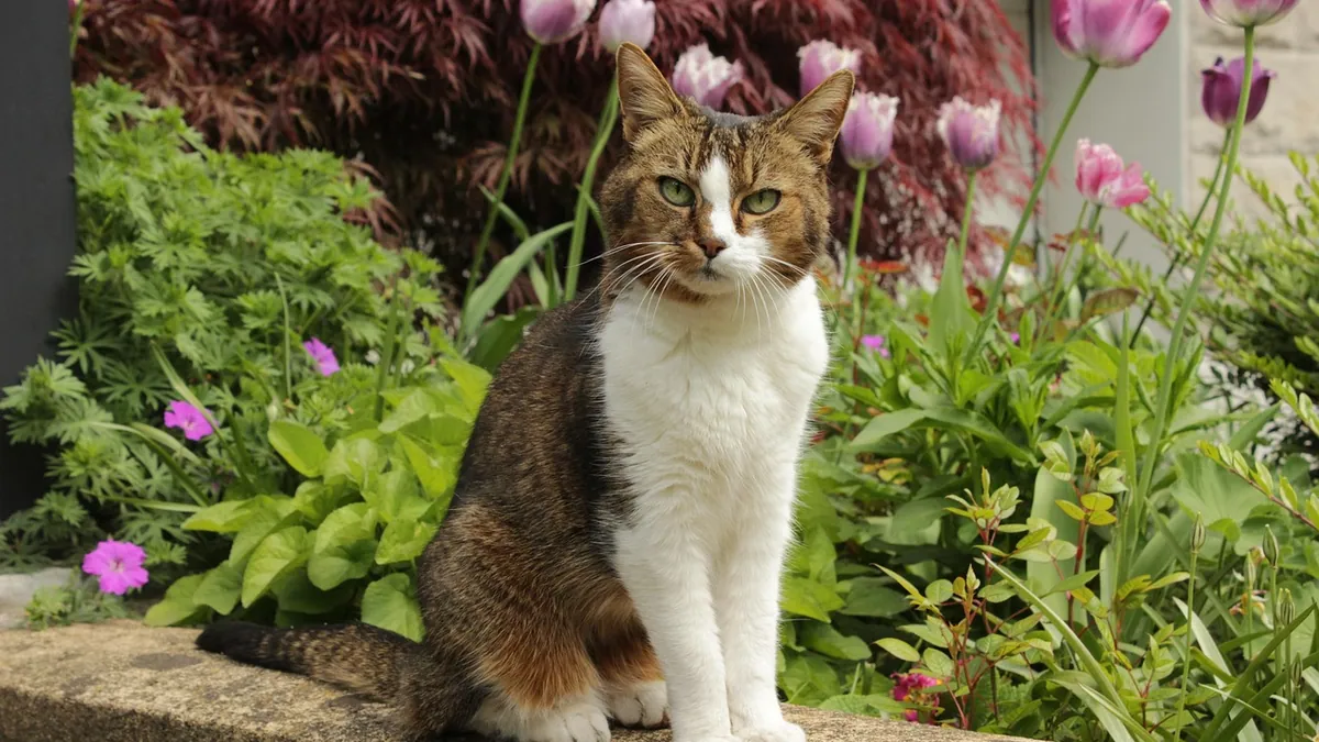 Is Slug Killer Harmful to Cats? Bait and Slug Safety