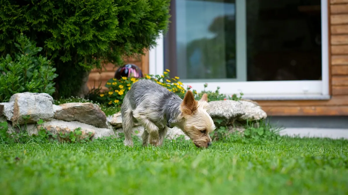 Is Slug and Snail Bait Poisonous to Dogs? Metaldehyde Risk