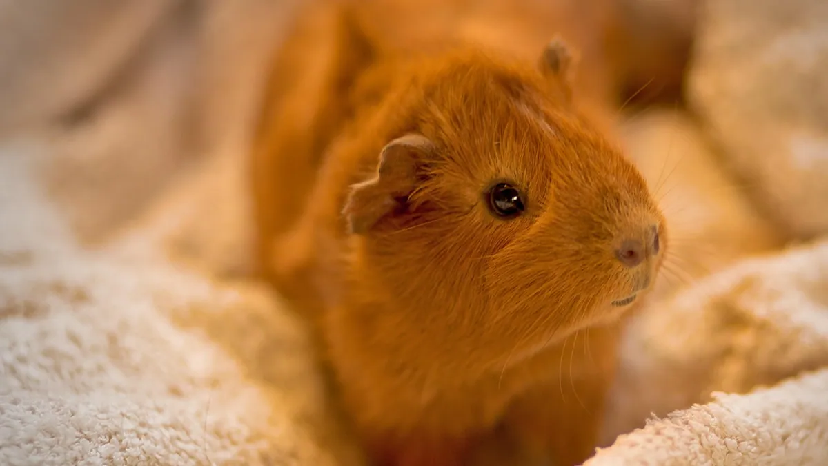 Why Is My Small Pet Bleeding From the Bottom?
