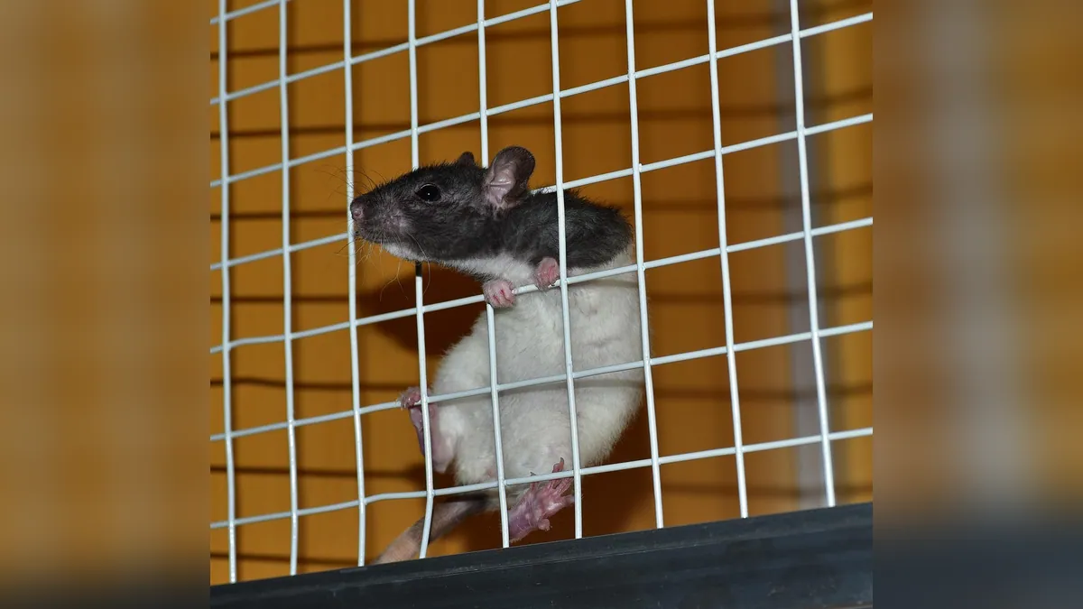 Why Is My Small Pet Running Around Like Crazy?