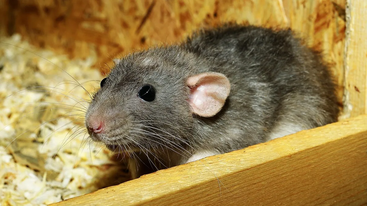 Why Is My Small Pet Suddenly Aggressive?