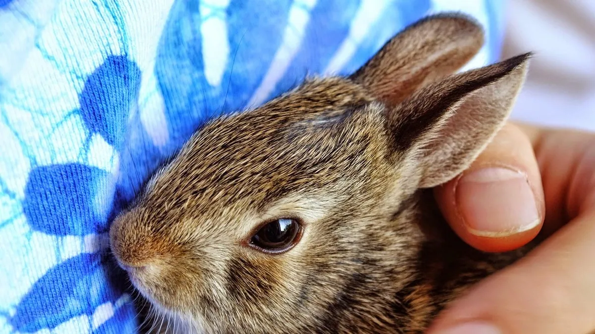 Why Won't My Small Pet Let Me Pick It Up?