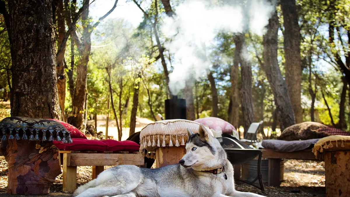 Can Smoke Inhalation Cause Diarrhea in Dogs?
