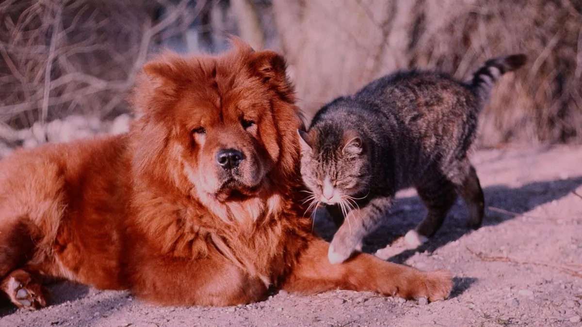 Smoke Inhalation in Dogs and Cats: First Aid and Recovery