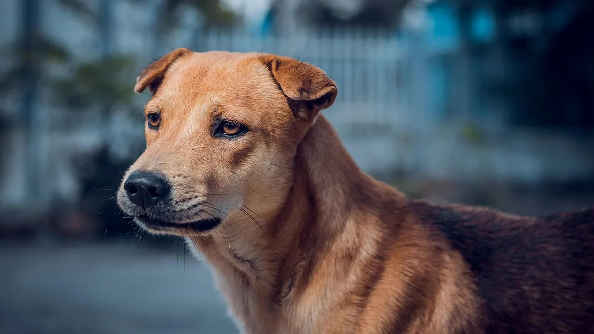 Smoke Inhalation in Dogs: Signs and Treatment