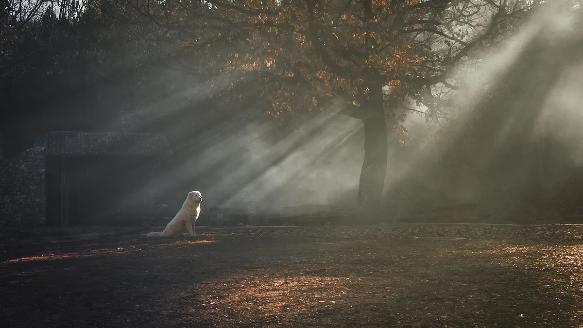 Long-Term Effects of Smoke Inhalation in Dogs