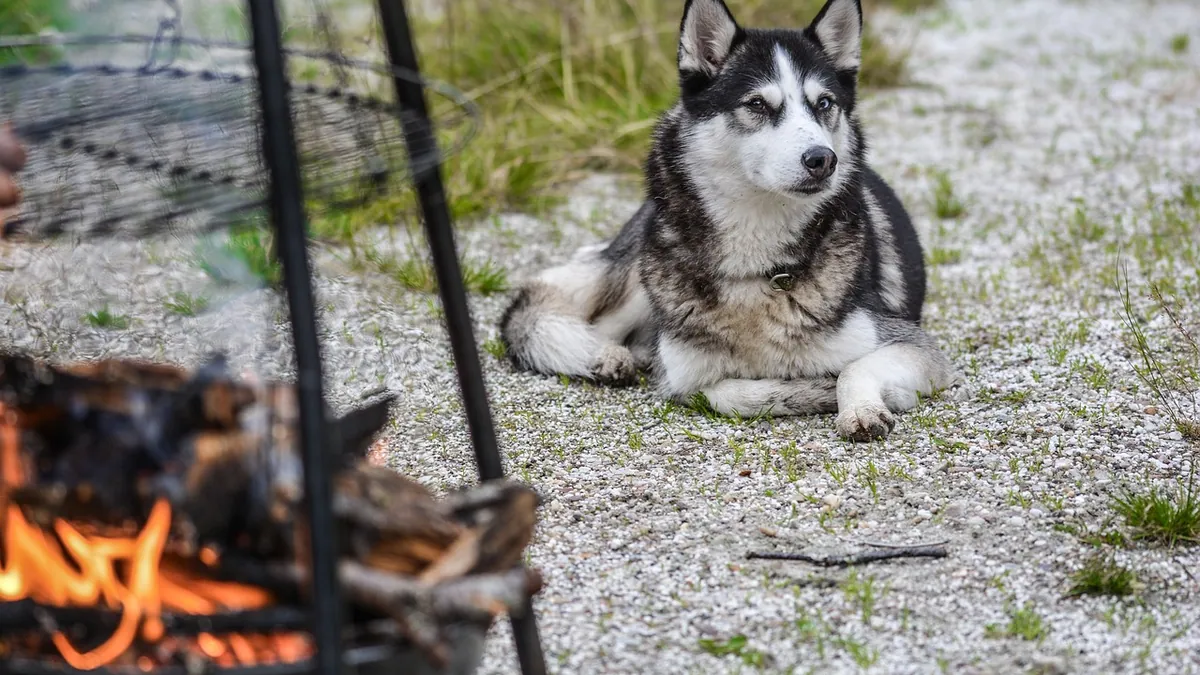 Can Smoke Inhalation Cause Seizures in Dogs?
