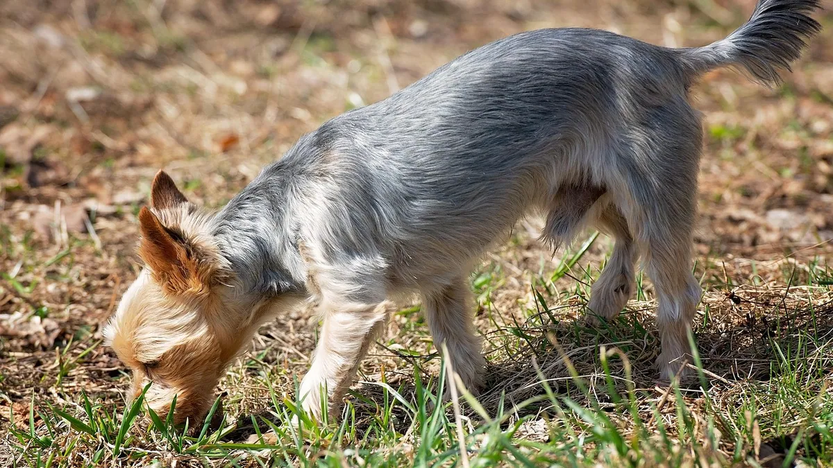 Are Snail Pellets Toxic to Dogs?