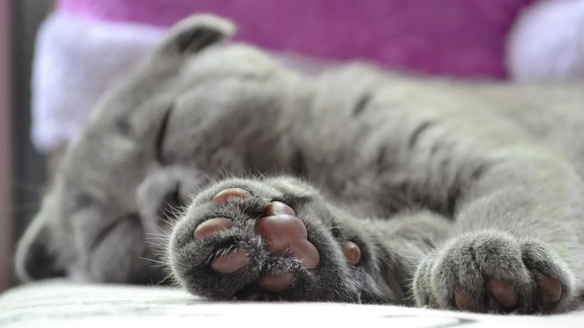 Snake Bite on a Cat's Paw or Leg: Signs and First Aid