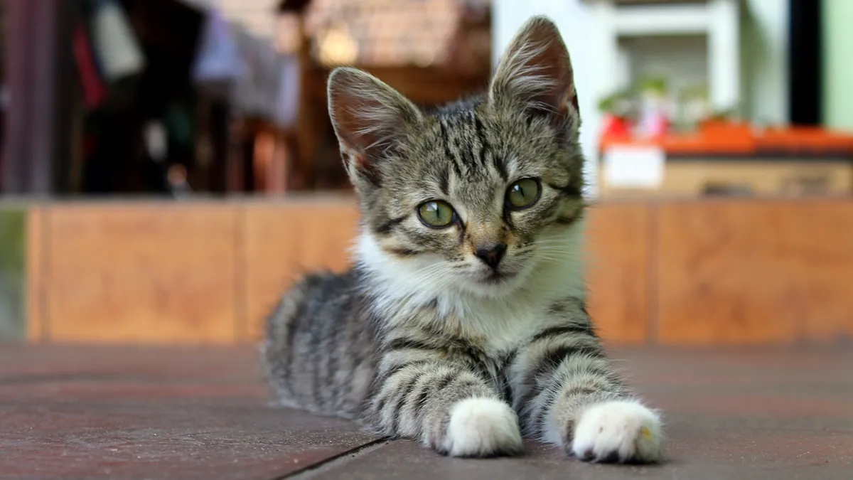 Snake Venom in Cats: What Happens and Are Cats Immune?