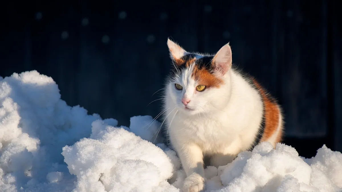 Snow Blindness in Cats: Sun Glare Eye Damage Explained