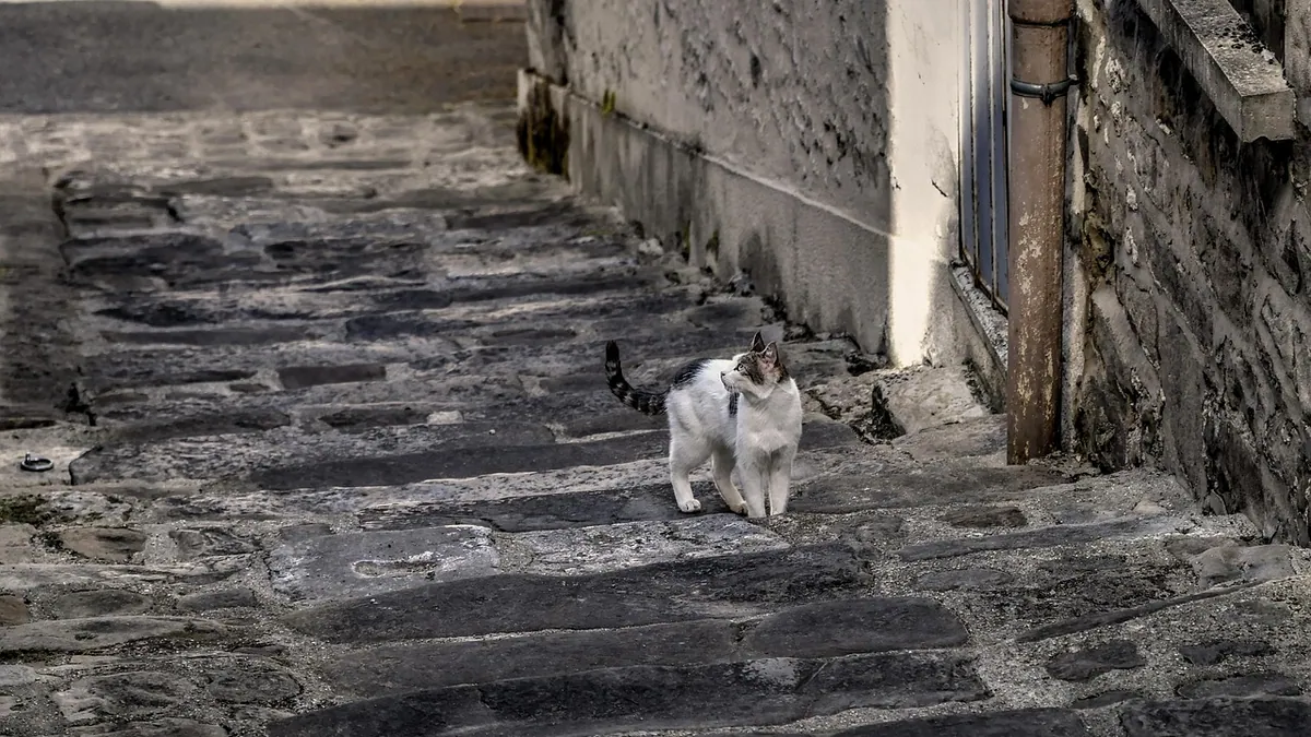 Are Southern Toads Toxic to Cats?