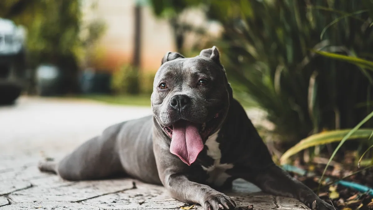 Are Spider Plants Toxic to Dogs? Non-Toxic but Not Harmless