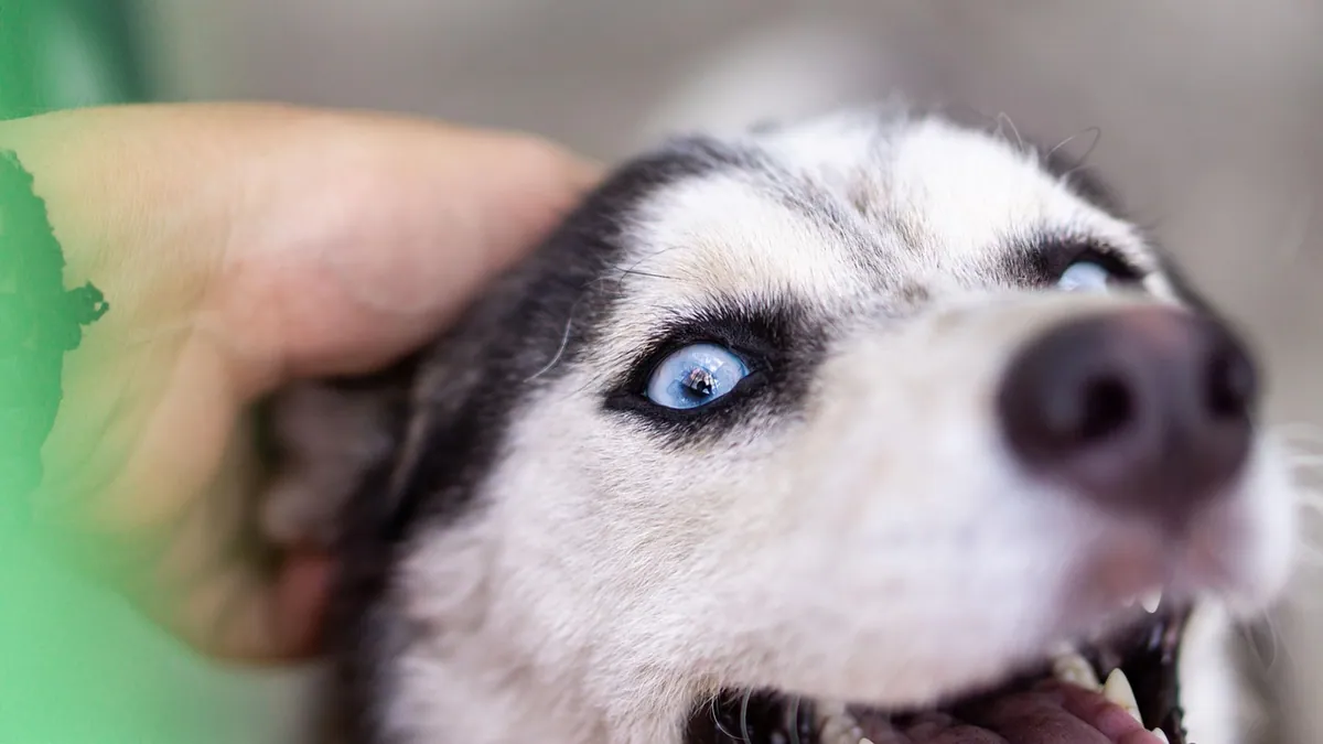 Spironolactone for Dogs: Weight-Based Dosage