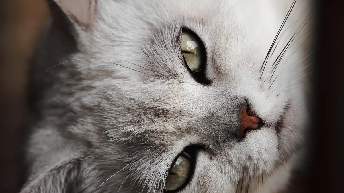 Spironolactone for Cats: Side Effects and Safe Dosing