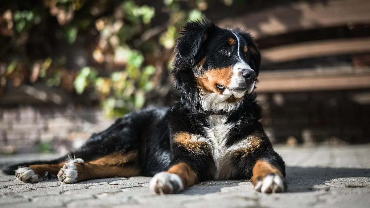 Spleen Tumor in Dogs: Treatment Options Explained