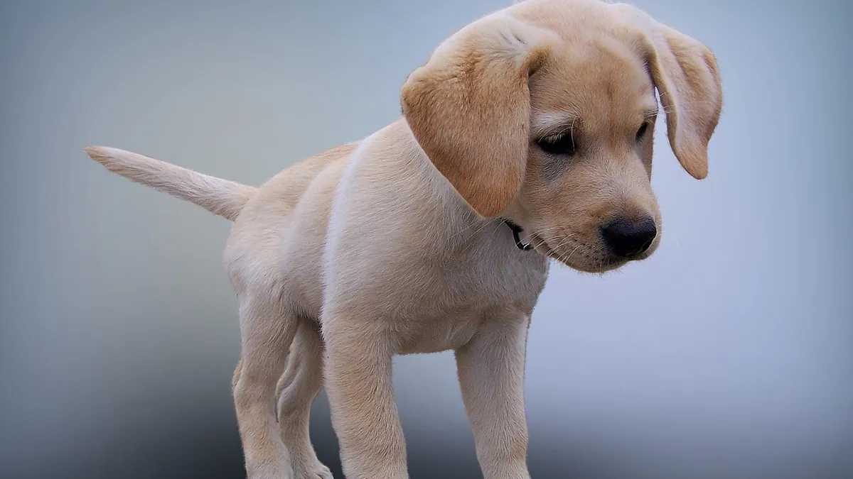 Spleen Tumor in Dogs: What Ultrasound and X-Ray Show