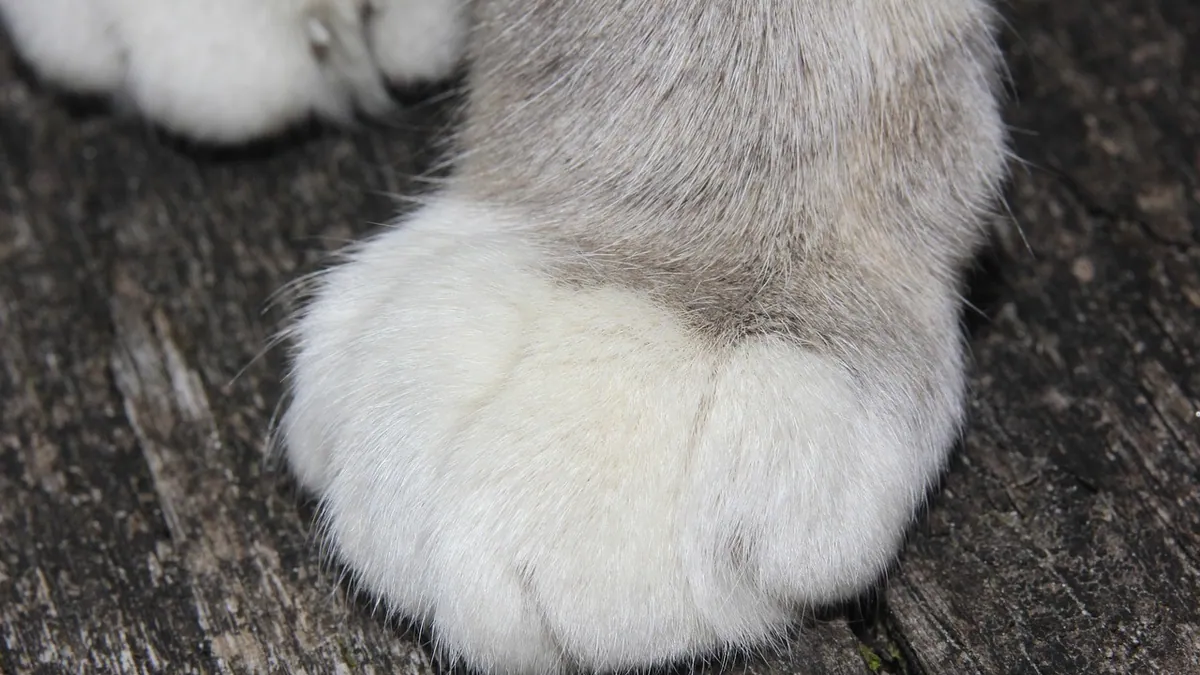 Split Nail in Cats: Causes and What to Do