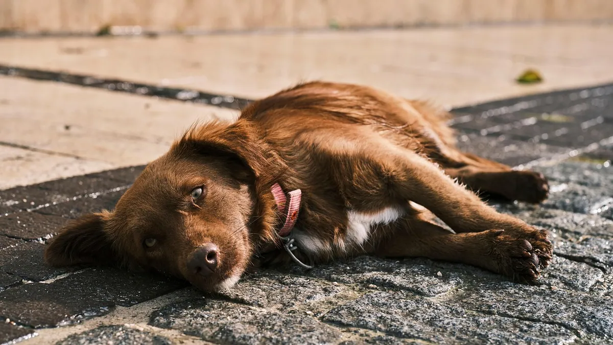 Split Paw Pads in Dogs: Causes and Treatment
