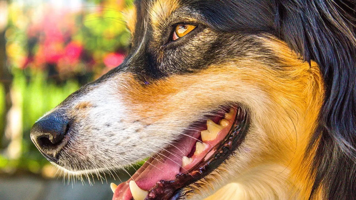 Split Tooth in Dogs: Signs, Pain, and Treatment