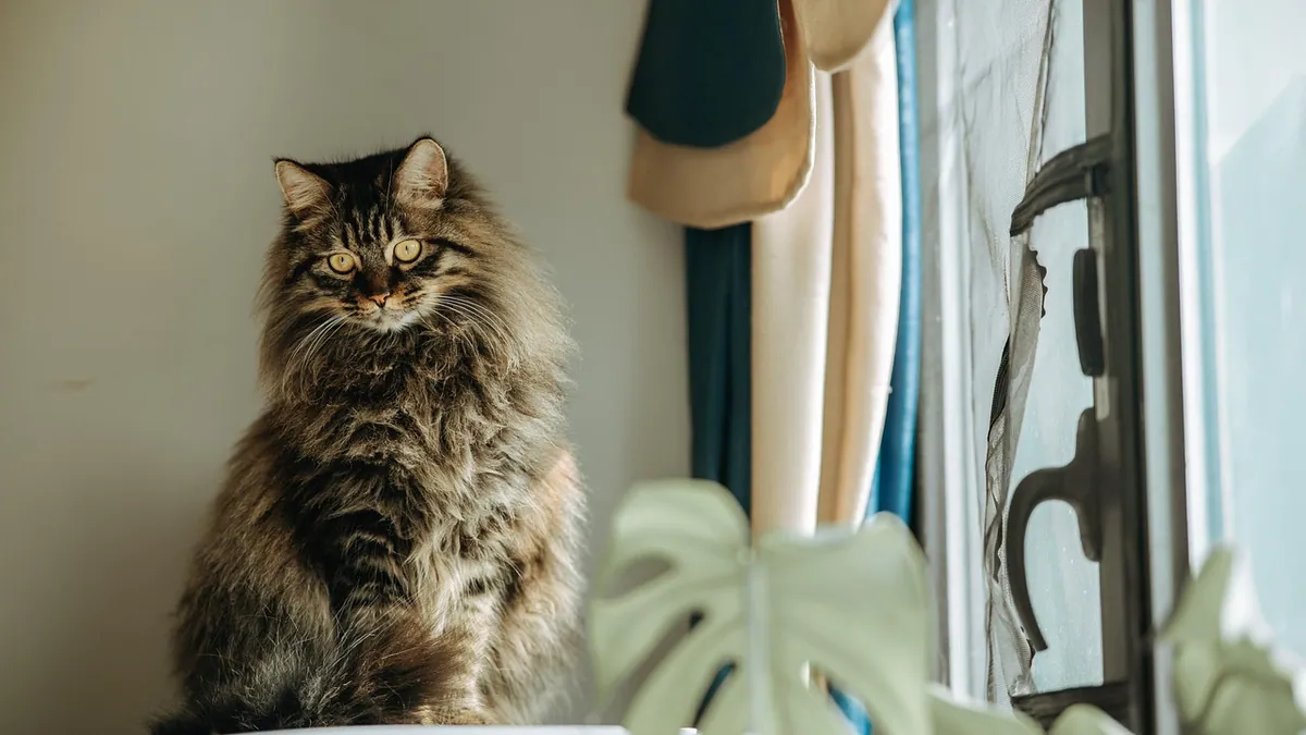 Is Spray Sunscreen Toxic to Cats? Safe Sun Protection