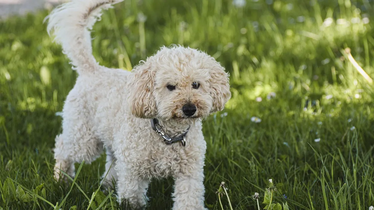 Is Spruce Weed Killer Toxic to Dogs? Read the Label First