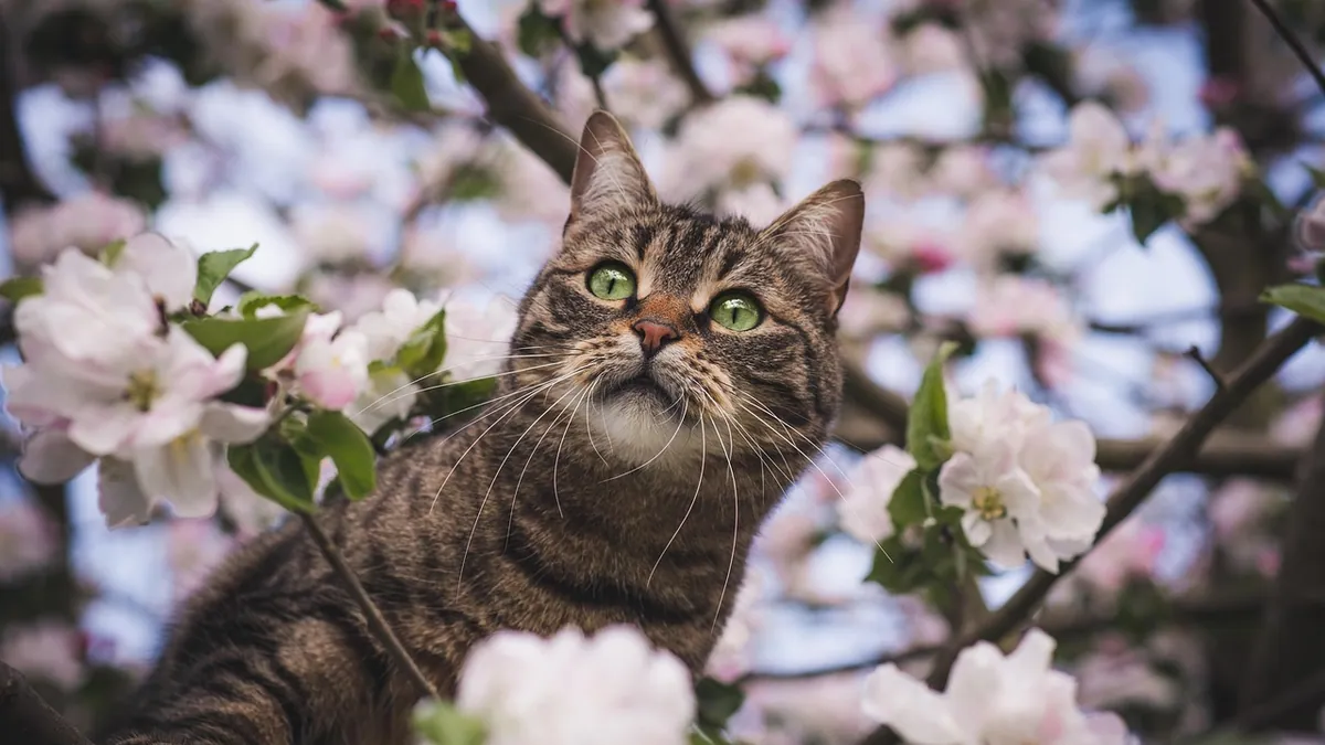 Are Stargazer Lilies Poisonous to Cats?