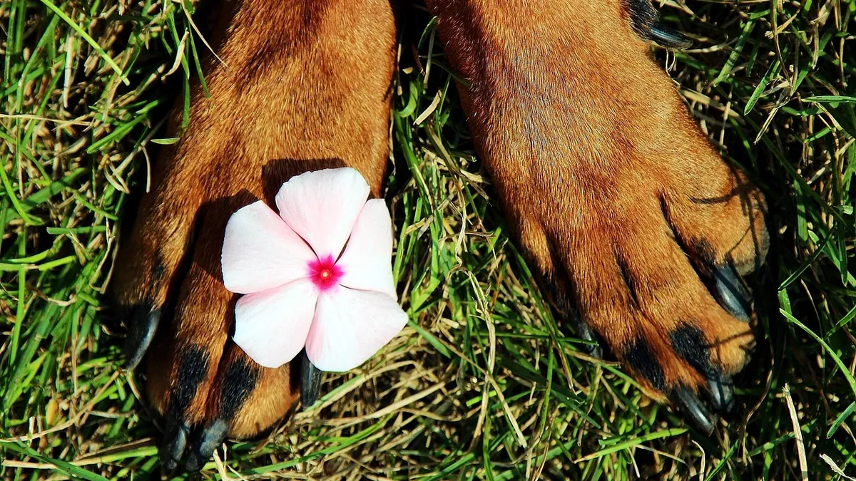 Are Stargazer Lilies Toxic to Dogs?