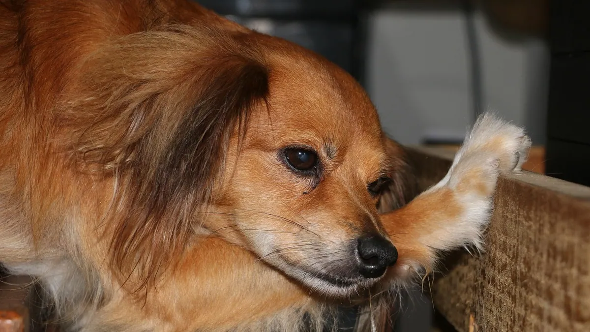 What Causes a Stiff Neck in Dogs and Puppies?