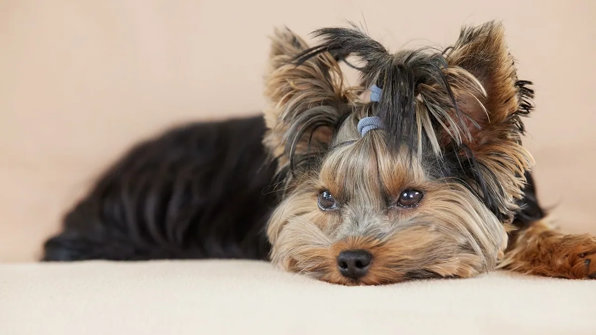 Stiff Neck in Dogs: Home Care and When to See a Vet