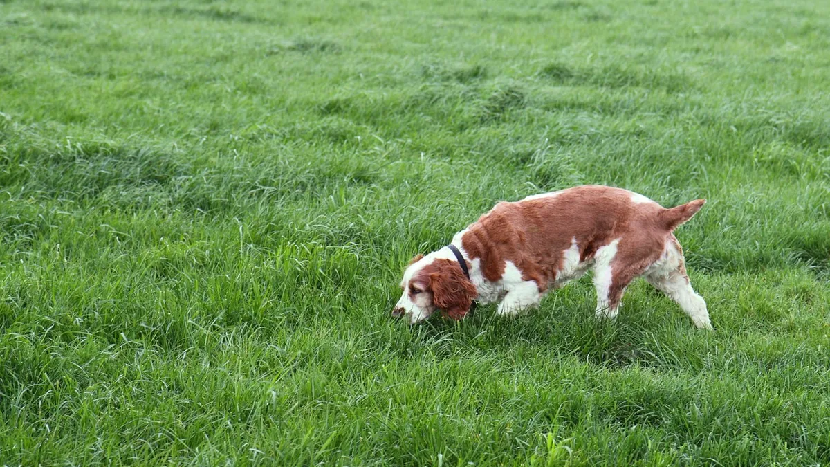 Is Stinkhorn Mushroom Toxic to Dogs? What to Do If Eaten