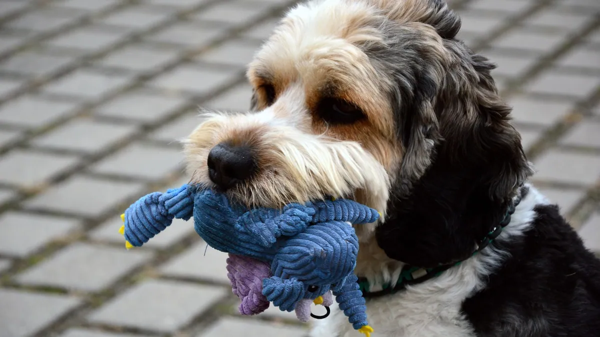 Stomach Blockage in Dogs: Symptoms, Causes, and When to Worry