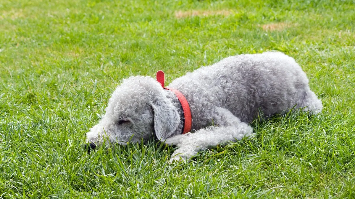 Stomach Cancer in Dogs: Signs, Diagnosis, and Treatment