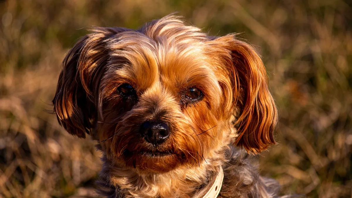 Stomach Ulcers in Dogs: Symptoms, Causes, and Treatment