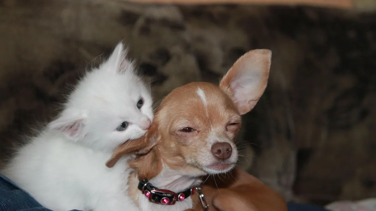 Stomatitis in Dogs and Cats: Causes and Care