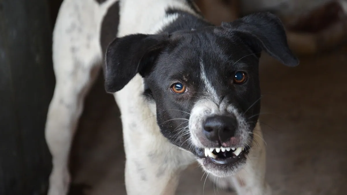 Stomatitis in Dogs: Treatment Options That Work