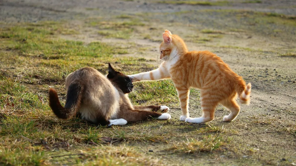 How to Stop Your Cat Attacking Your Feet and Ankles