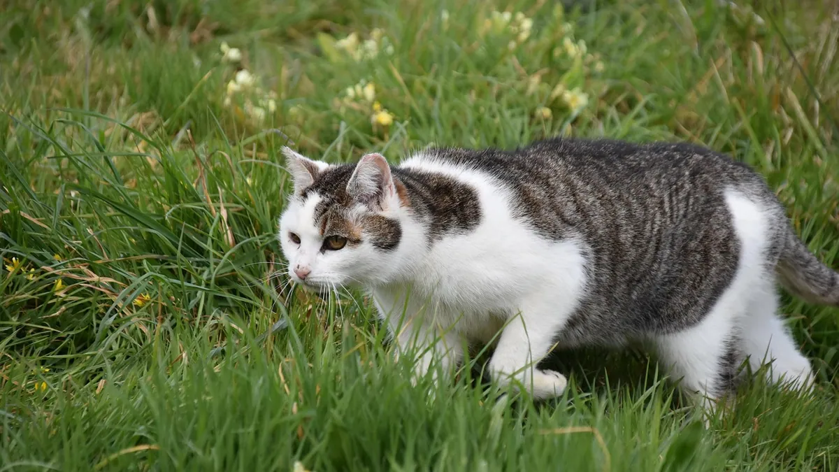 How to Stop Your Cat From Killing Birds and Other Wildlife