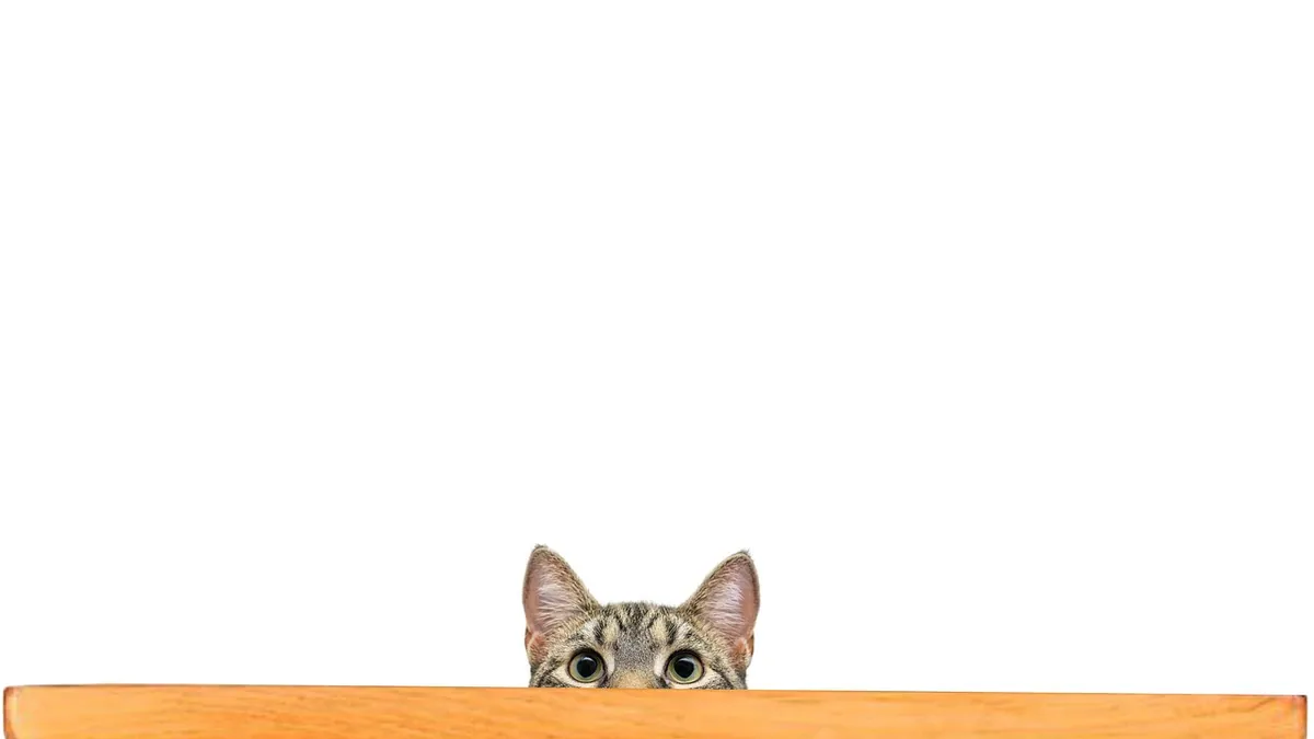 Why Your Cat Knocks Things Over and How to Stop It