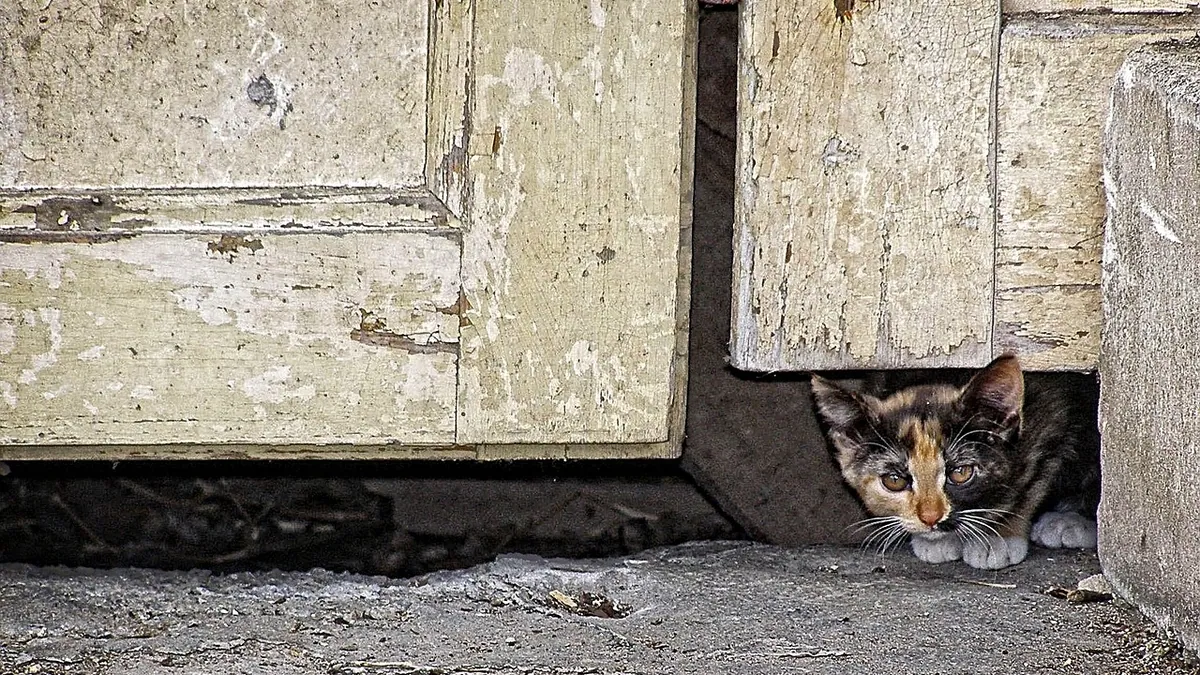 How to Stop Your Cat Opening Doors and Running Outside
