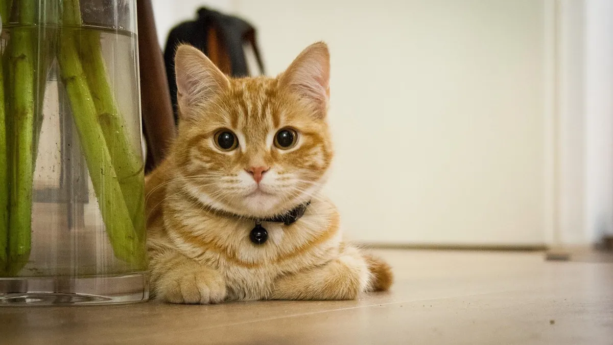 How to Stop Your Cat Pooping Outside the Litter Box