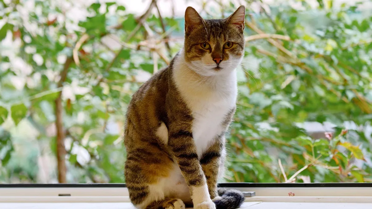 How to Stop Your Cat From Roaming and Leaving Home