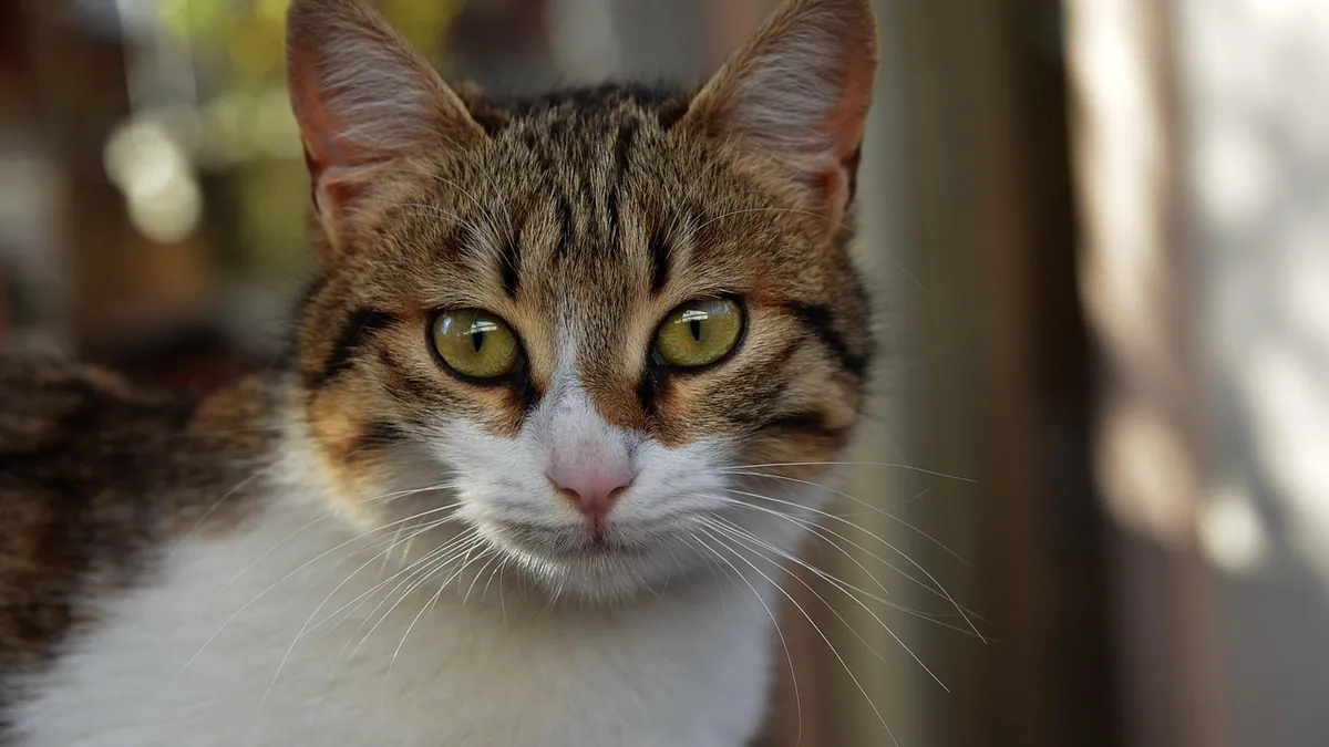 How to Stop Your Cat Urine Marking in the House