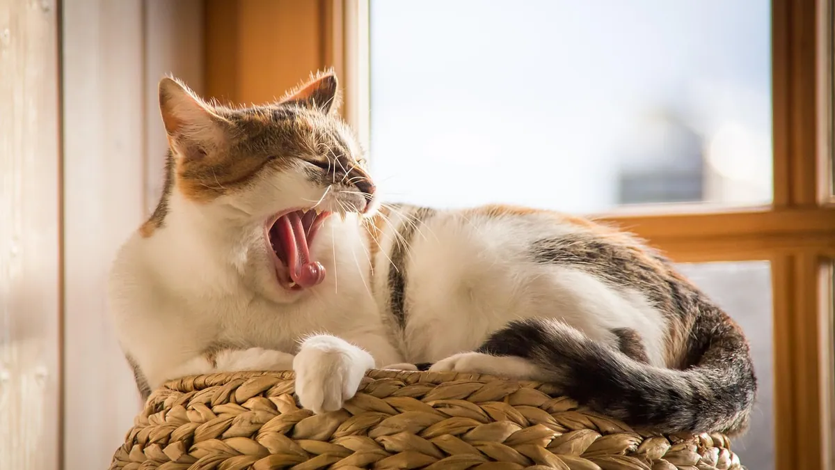 How to Stop Your Cat Yowling in the Morning