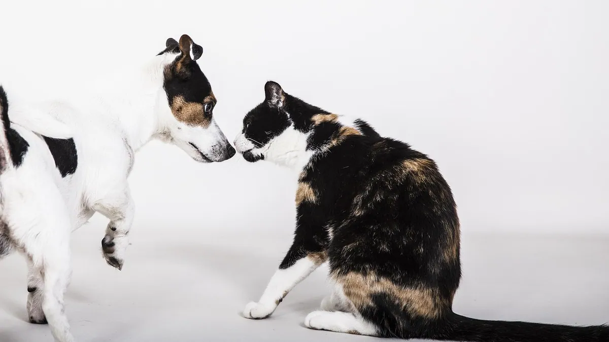 How to Stop Dog and Cat Aggression Toward Each Other